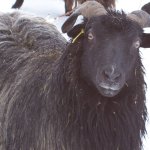 black sheep black sheep